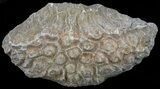 Polished Fossil Coral Head - Morocco #60033-1